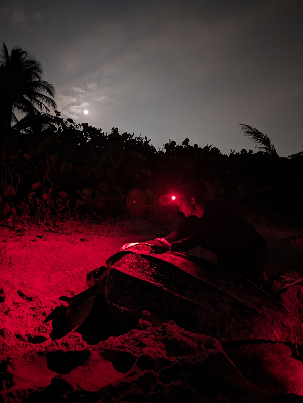 Ph.D. Candidate Schelli Linz measures the carapace of a nesting leatherback.
