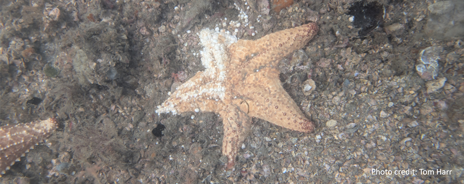 Sea Star - Photo credit Tom Harr