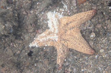 Sea Star Stewards: FAU Ph.D. student teams up with citizen scientists to document and combat sea star wasting disease