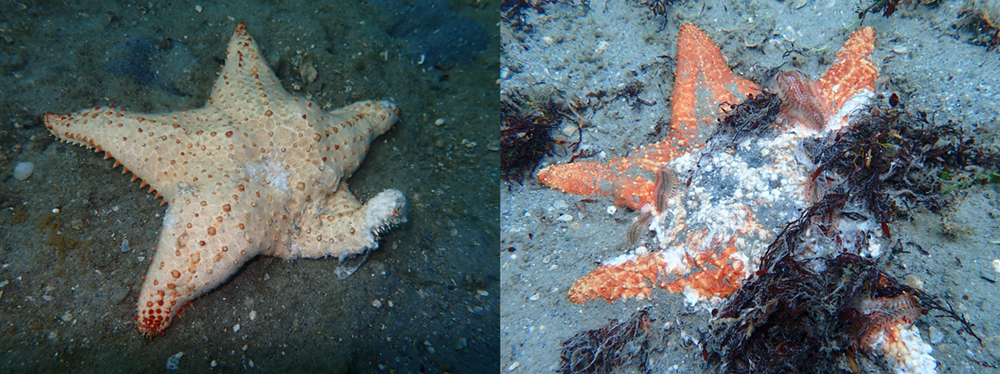 Different stages of sea star wasting disease. Photo credit: Miranda Manros