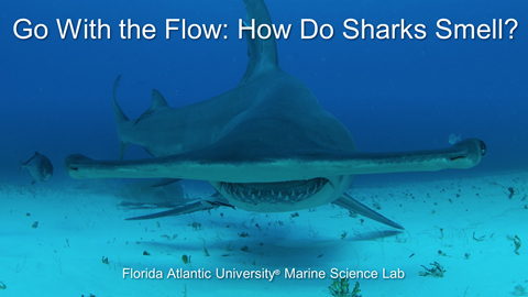 Shark Senses - Nearpod
