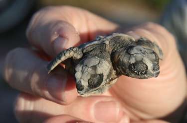 Spooky Scary Skeletons!