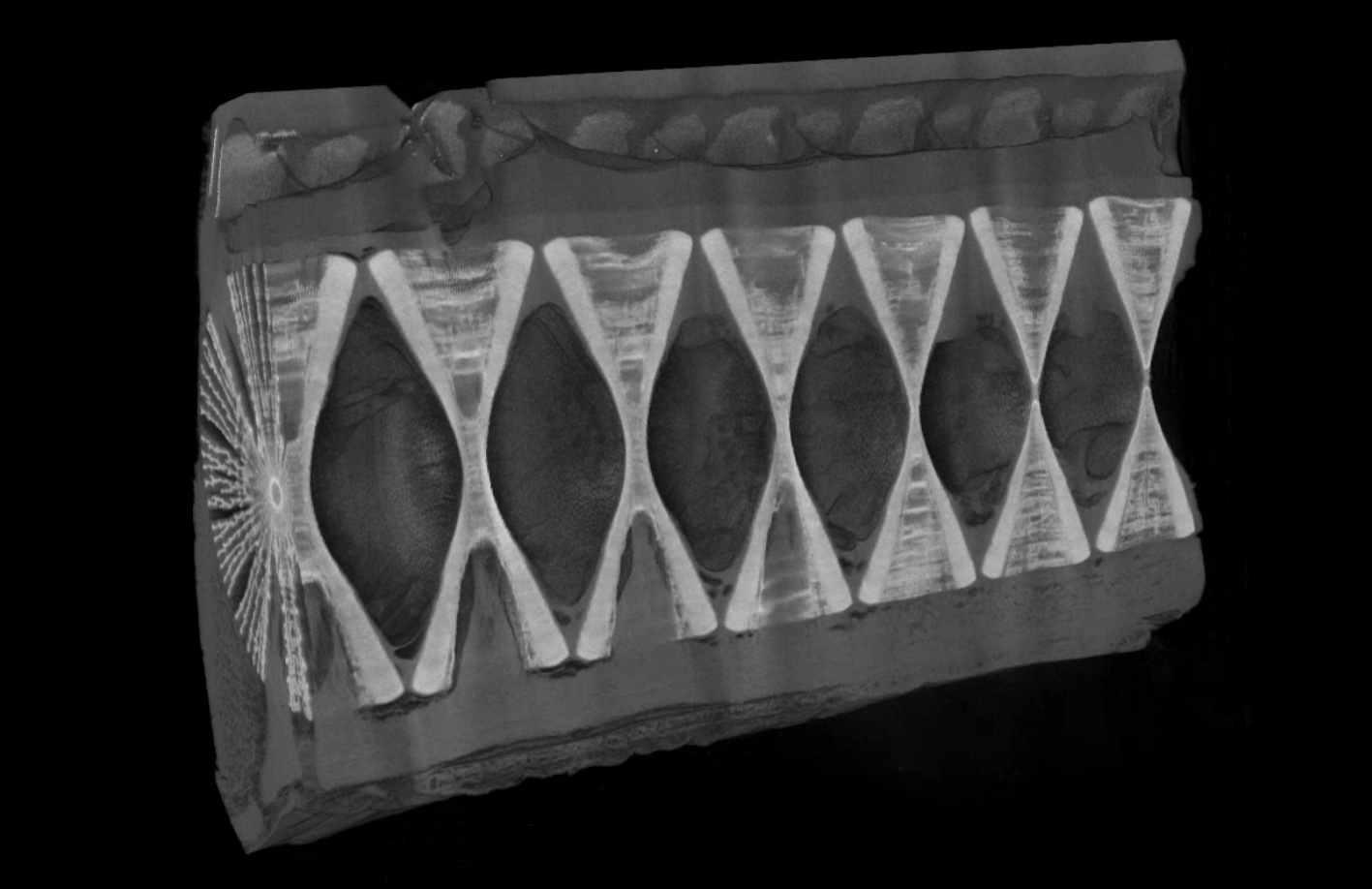 Micro-CT scan of common thresher shark’s anterior vertebrae