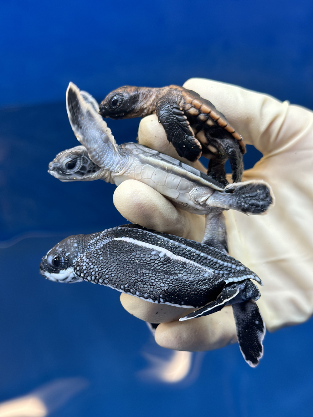 FAU Marine Lab - Three Species