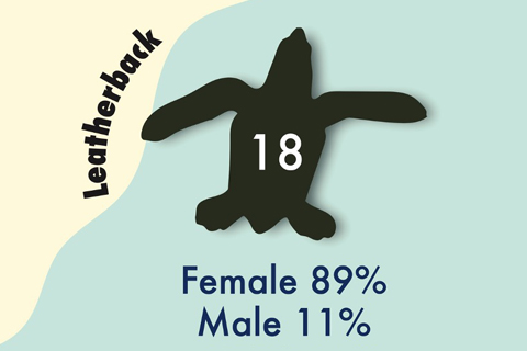 2025 Sea turtle hatchling sex ratios: lots of hot chicks and a few cool dudes