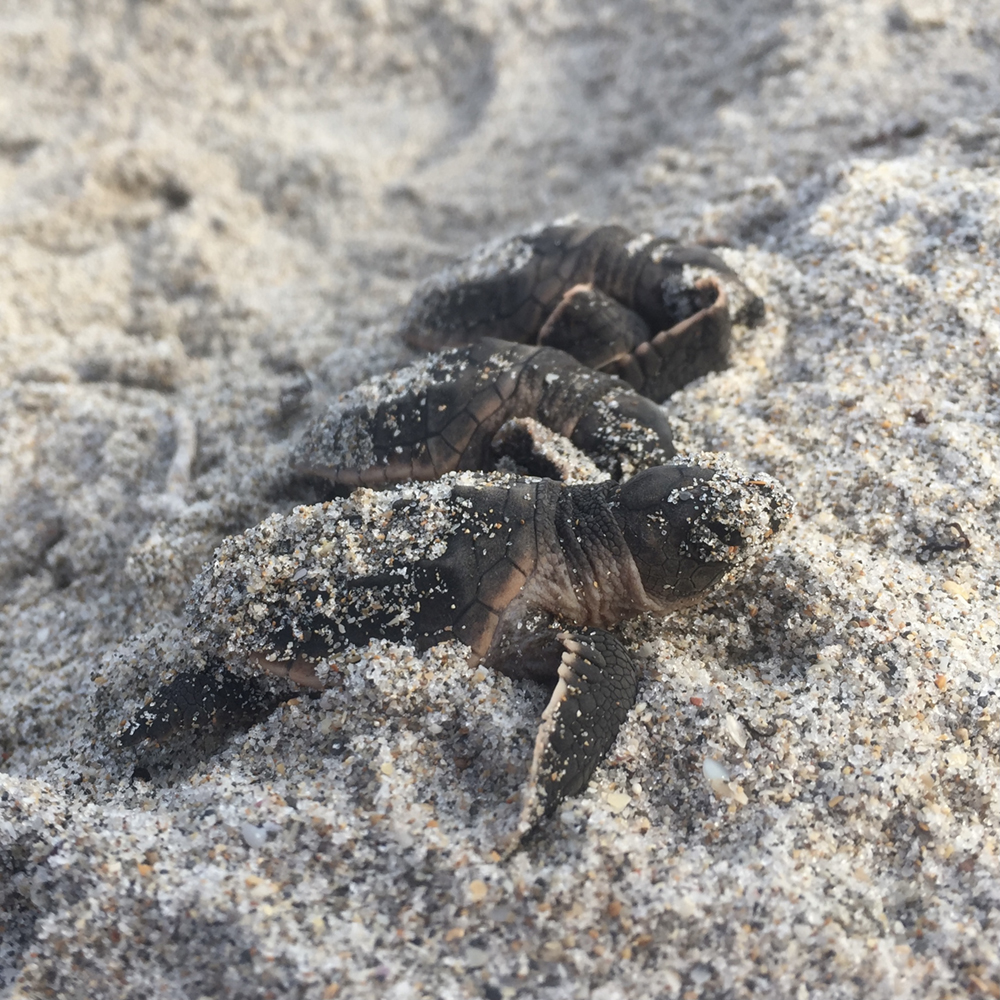 Turtles on beach - photo taken by Gabby