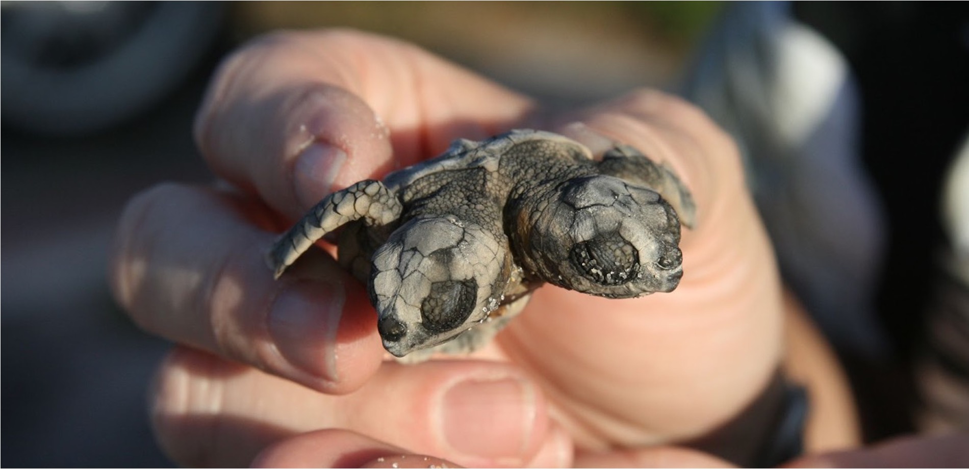 Turtle with two heads