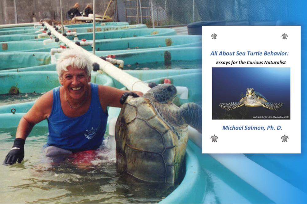 Hatchling - Photo credit: Jeanette Wyneken