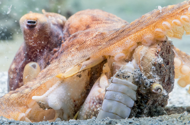 Rad Radulas: Octopus “Teeth” and the Power of Scanning Electron Microscopy