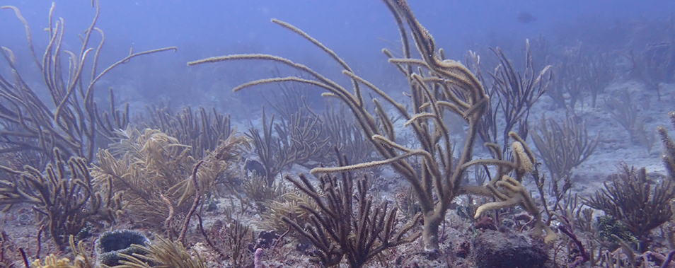 Researching resilience: Dr. Carsten Grupstra brings corals to the FAU Marine Lab 