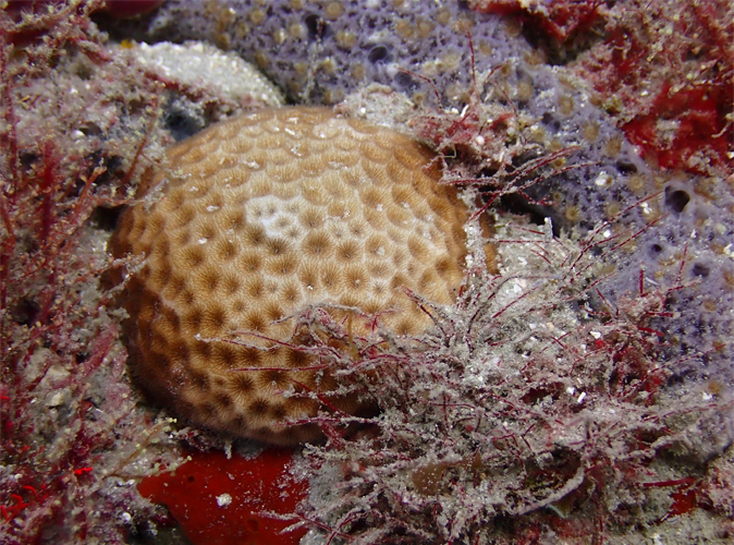 Boulding corals (Photo credit: C. Grupstra)  