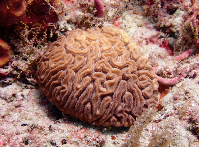 Boulding corals (Photo credit: C. Grupstra)  