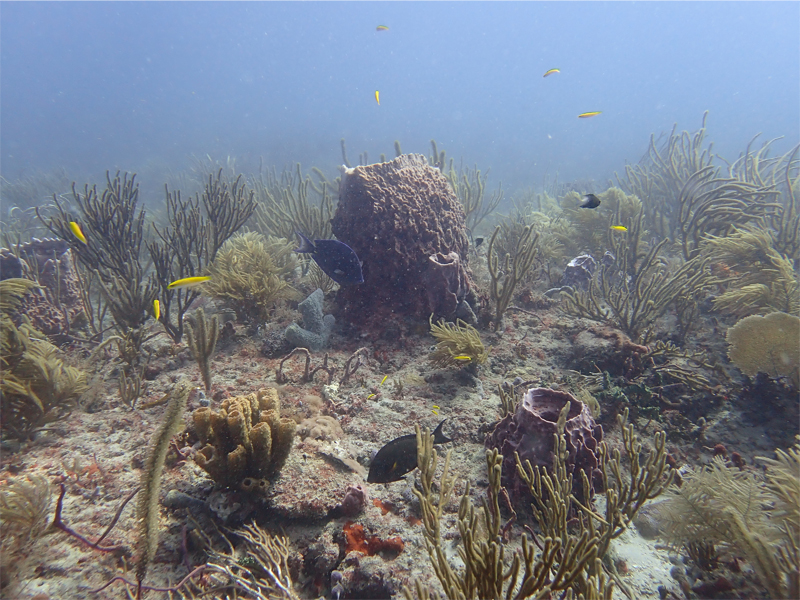 Florida corals, fish, and (probably) some fish feces too! (Photo credit: C. Grupstra)