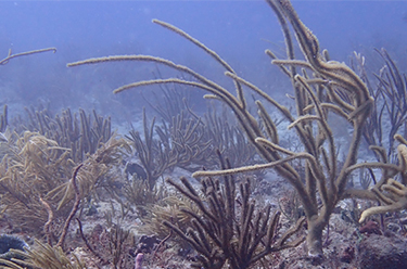 Researching resilience: Dr. Carsten Grupstra brings corals to the FAU Marine Lab