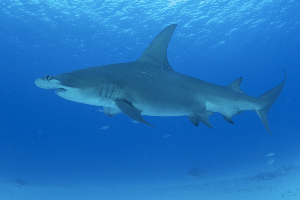 screen shot of shark under water