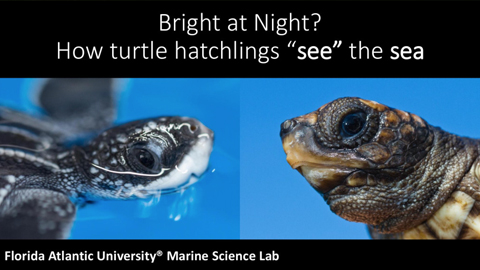 Sea Turtle Vision - Nearpod