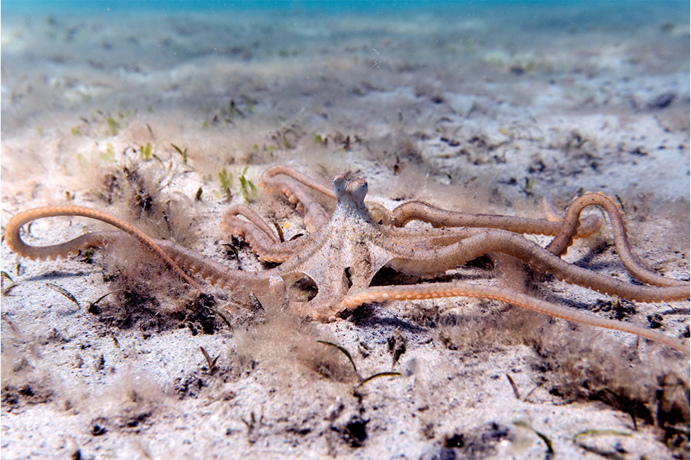 A Common octopus (left) hides out in its den, and an Atlantic longarm octopus (right) is out and about on the sandy substrate.
