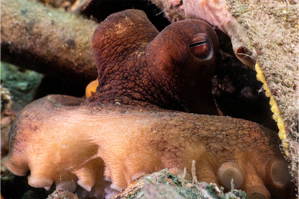 A Common octopus (left) hides out in its den, and an Atlantic longarm octopus (right) is out and about on the sandy substrate.