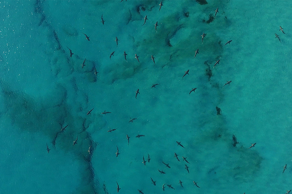 Migrating blacktip sharks from overhead.