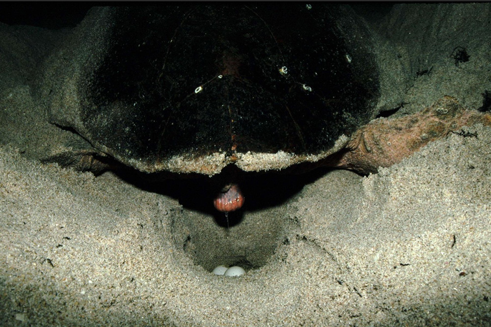 A loggerhead female comes up onto the beach to lay a nest at night.