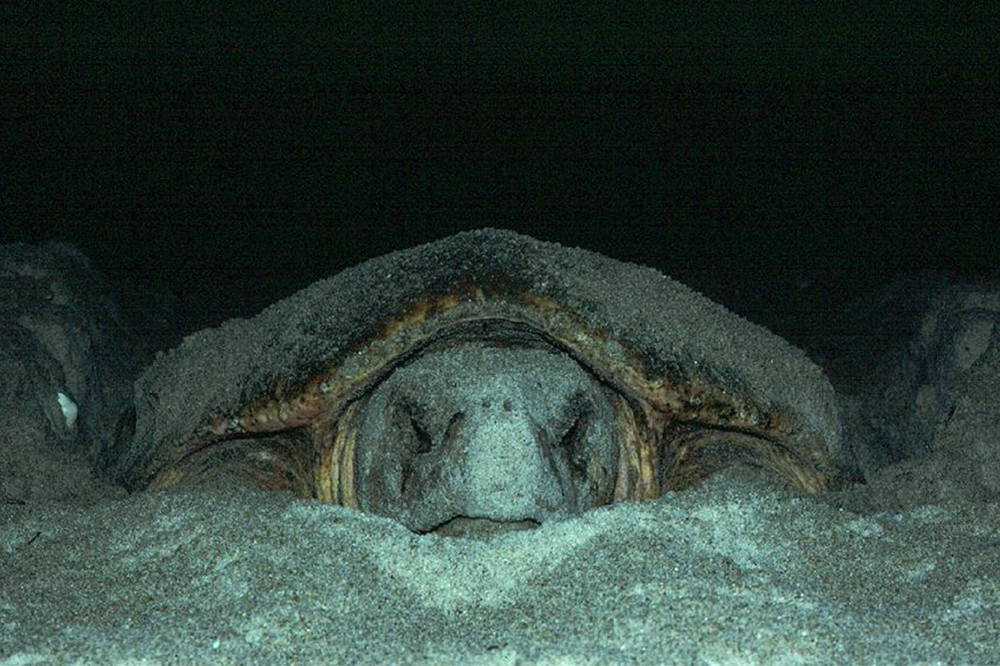 A loggerhead female comes up onto the beach to lay a nest at night.