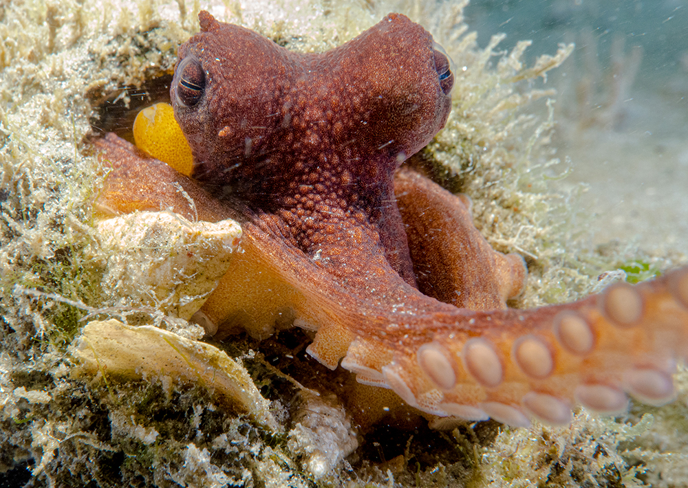South Florida Common Octopus - Photo Credit: Chelsea Bennice
