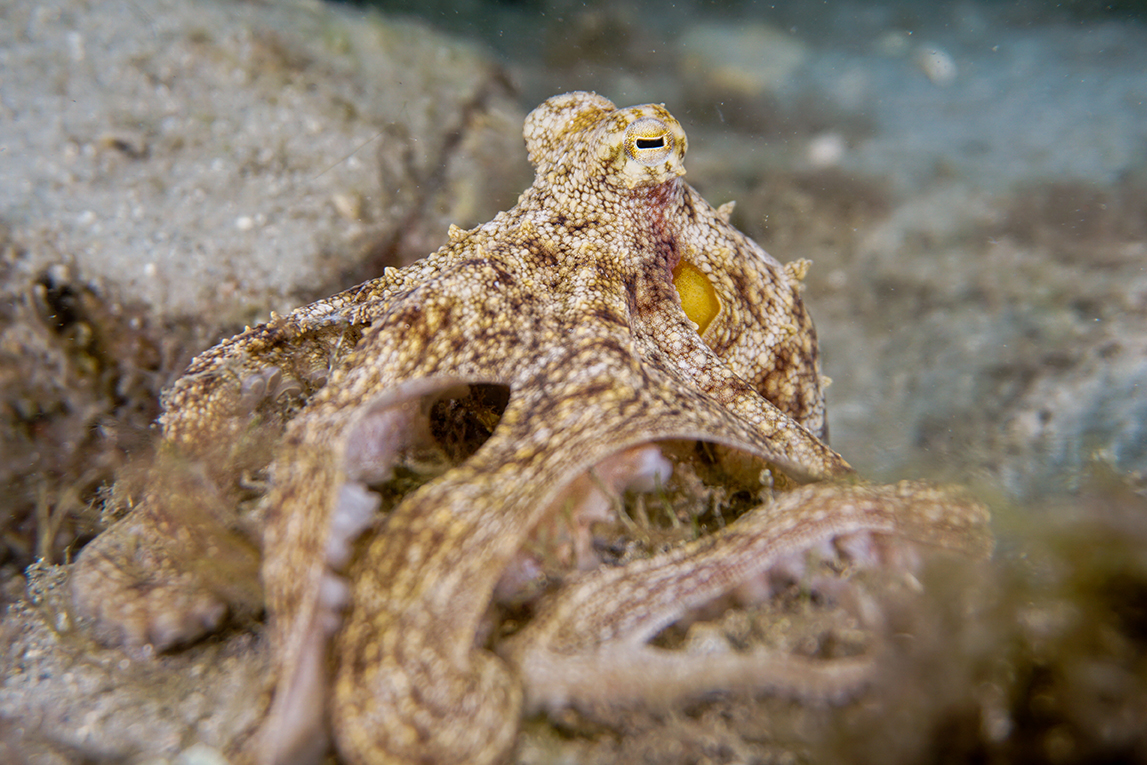 South Florida Common Octopus - Photo Credit: Chelsea Bennice