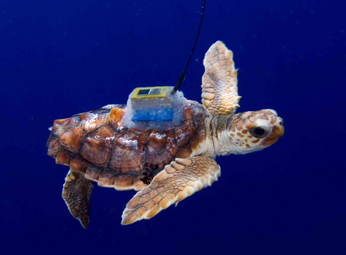 Tagged Loggerhead hatchling - Photo credit: Jim Abernethy
