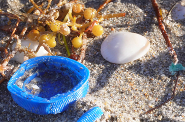 Turtle-ly Committed to a Plastic-Free July