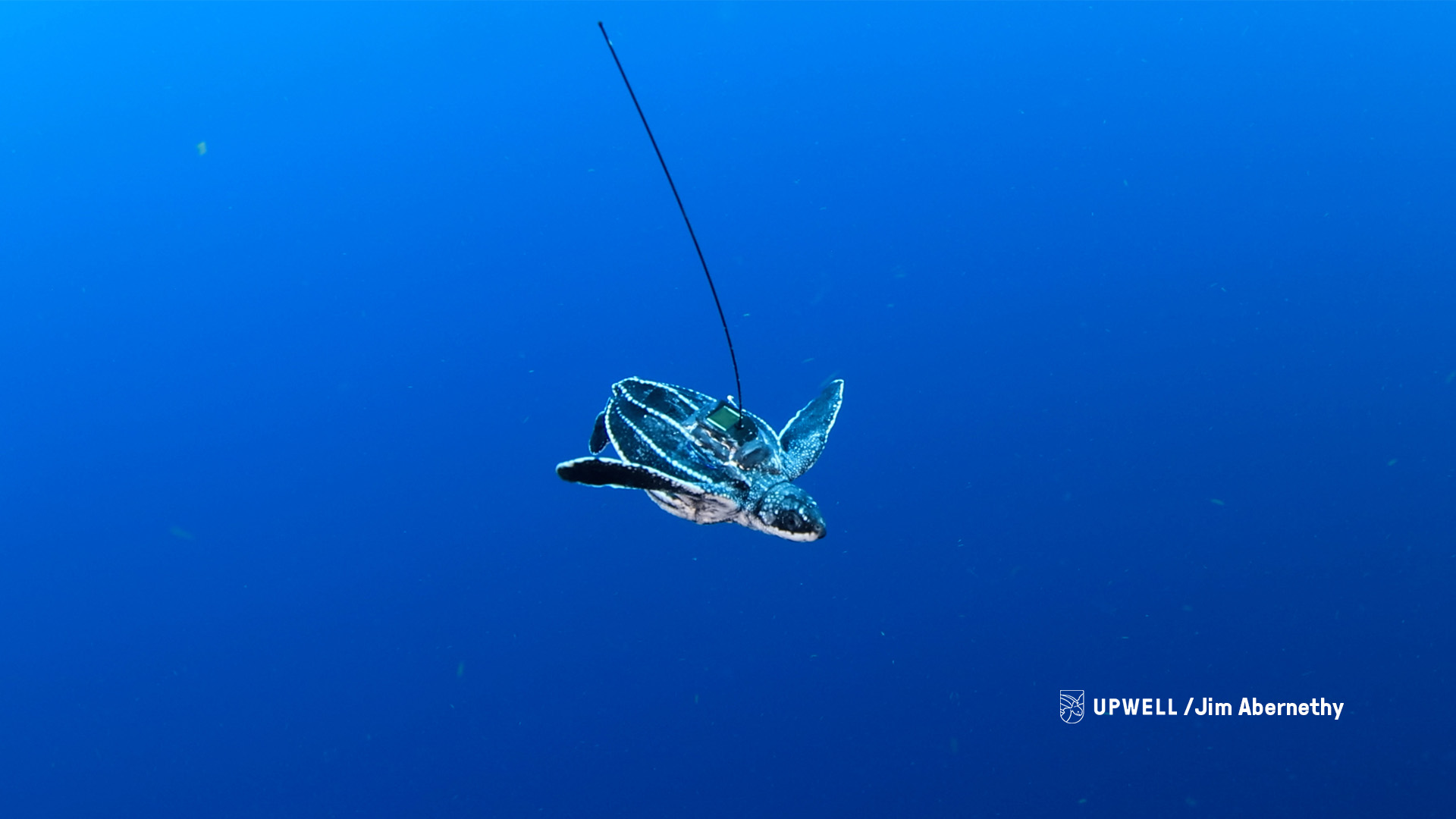 Underwater tagged leatherback by Upwell-Jim Abernethy