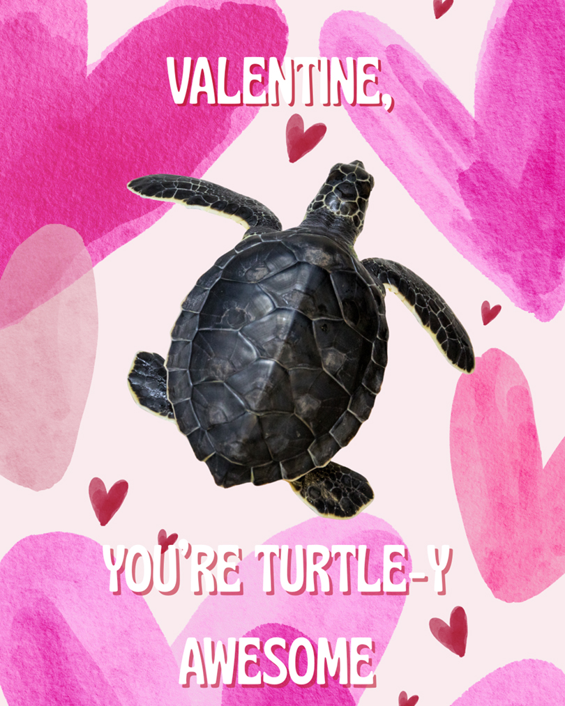 Valentine card with turtle