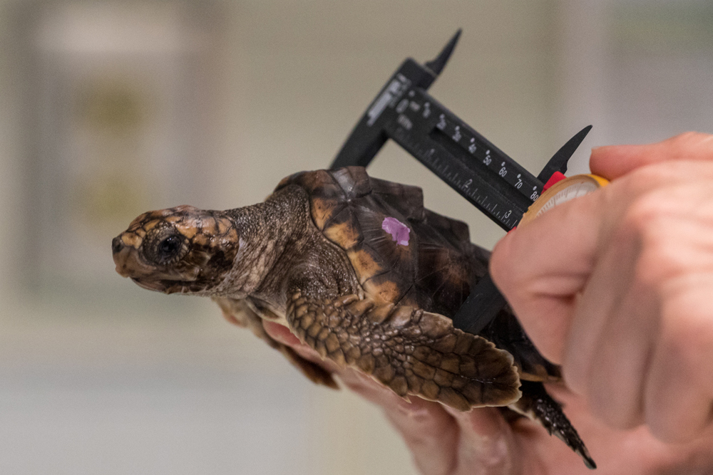 Checking Turtles - photo by Jay Paredes