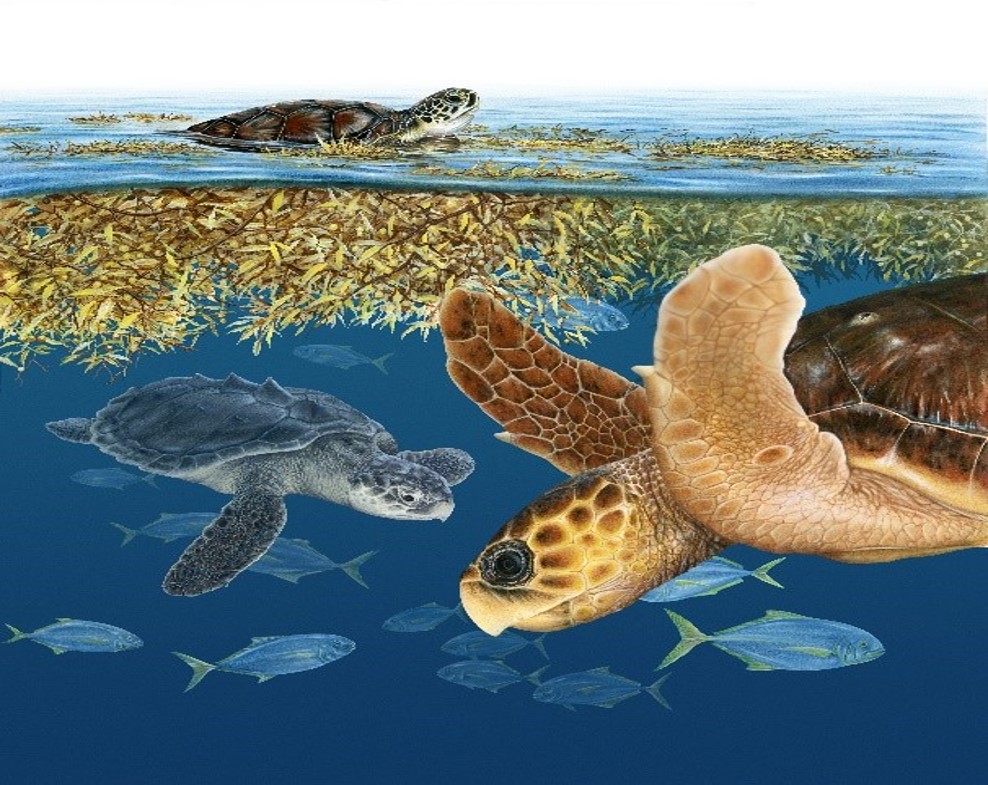 A drawing of Leatherback turtles in natural habitat 